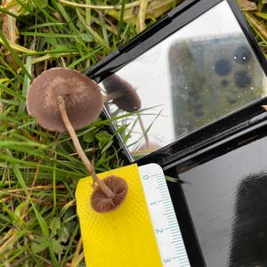 Lawn Mower`s Mushroom