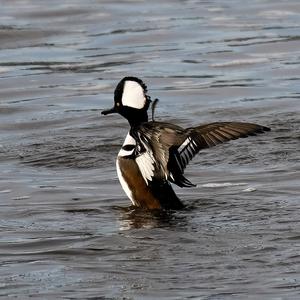 Hooded Merganser