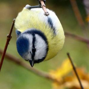 Blue Tit