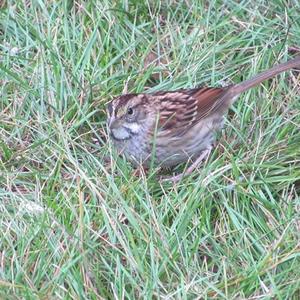 White-throated Sparrow