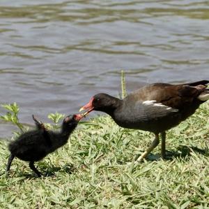 Common Moorhen