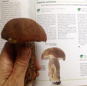 Summer Bolete