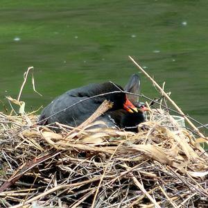 Common Moorhen