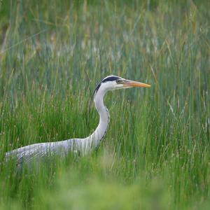 Grey Heron