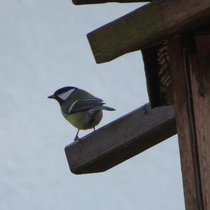 Great Tit