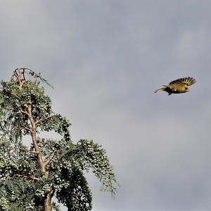 European Greenfinch