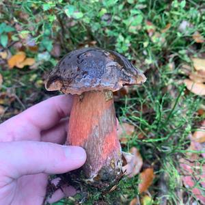 Dotted-stem Bolete