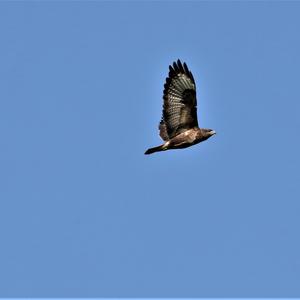 Common Buzzard