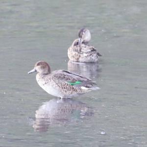 Common Teal