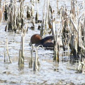 Little Grebe