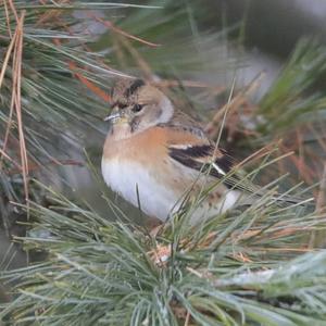 Brambling