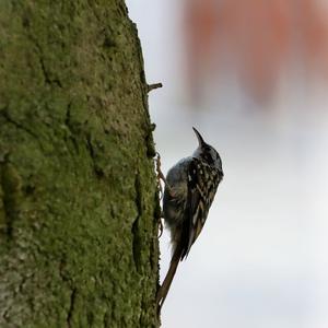 Short-toed Treecreeper