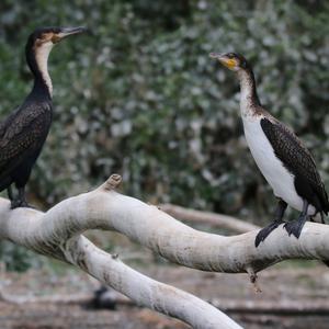 Reed Cormorant