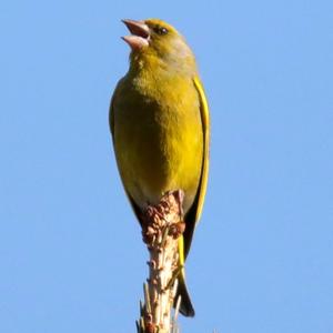 European Greenfinch