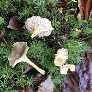 Cantharellus cinereus