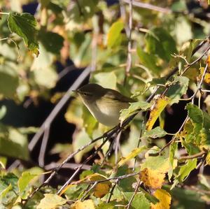 Common Chiffchaff