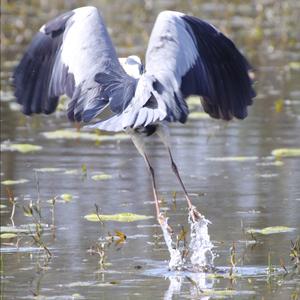 Grey Heron