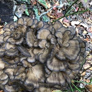 Hen-of-the-Woods