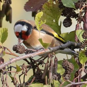 European Goldfinch