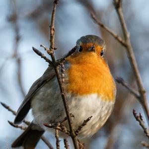 European Robin