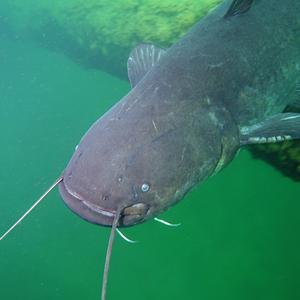 Wels catfish