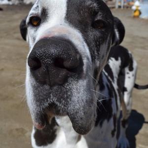 Great Dane