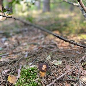 King Bolete