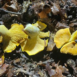 Chanterelle, Common