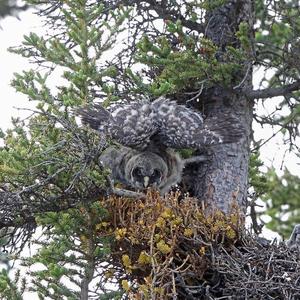 Great Grey Owl