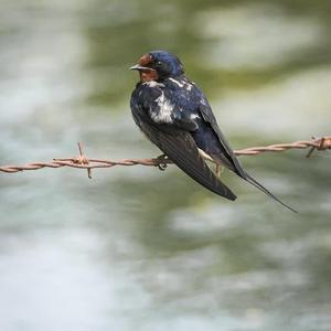 Barn Swallow