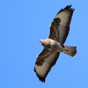 Common Buzzard