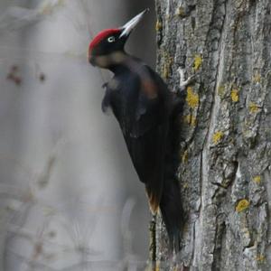 Black woodpecker