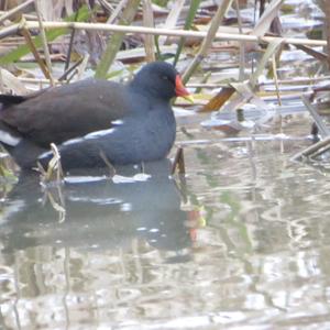 Common Moorhen