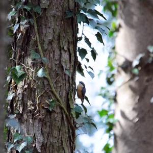 Wood Nuthatch