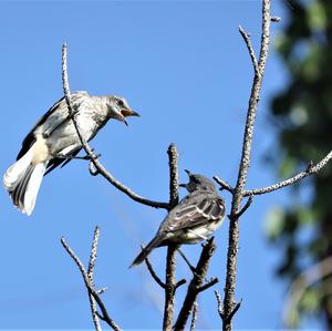 Grey Catbird