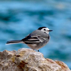 White Wagtail