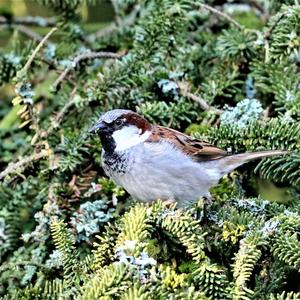 House Sparrow