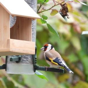 European Goldfinch