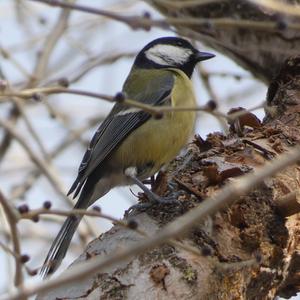 Great Tit