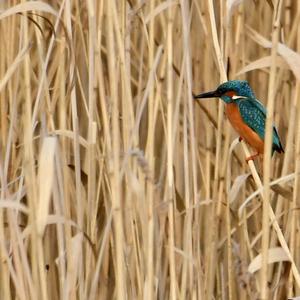 Common Kingfisher