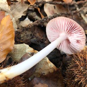 Pink Mycena