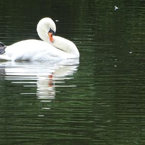 Mute Swan