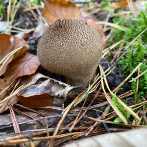 Brown Puffball