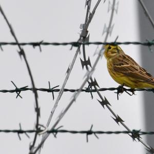 Yellowhammer