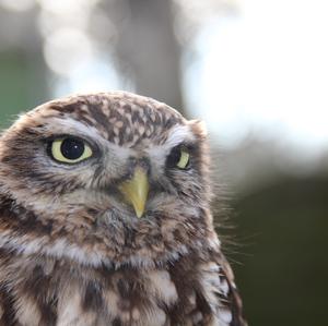 Little Owl