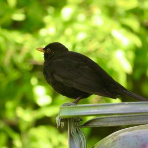 Eurasian Blackbird