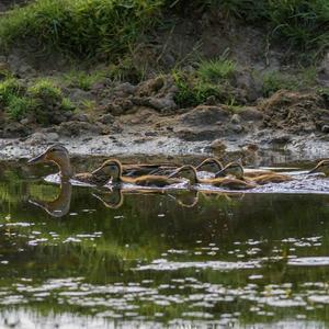 Mallard