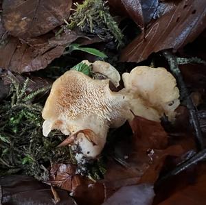 Hedgehog Fungus, Common