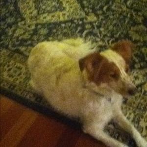 Unknown Breed