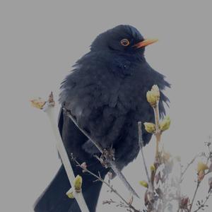 Eurasian Blackbird